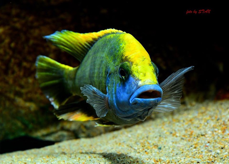Nimbochromis venustus